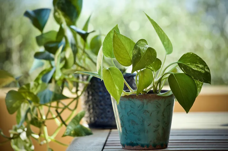 image of Plant App Identifier
