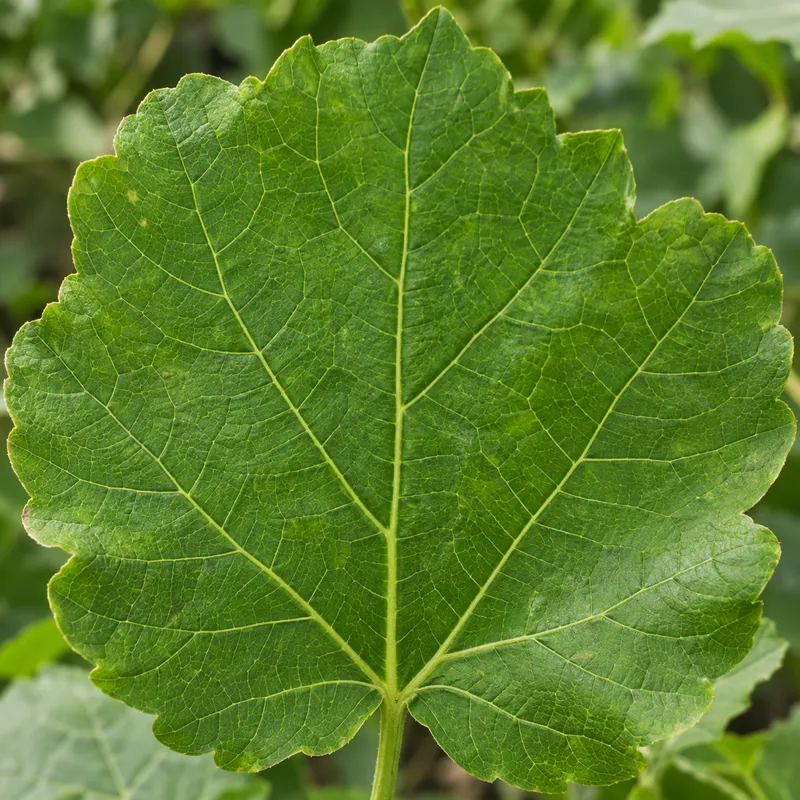 image of AI Plant Identifier image of AI Plant Identifier